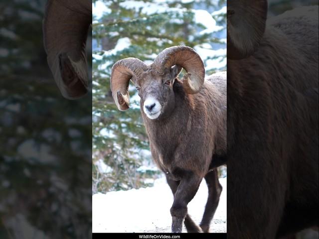 Largest Bighorn Rams in the World about to Rut