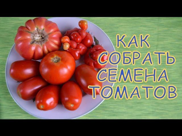 Как СОБРАТЬ семена ТОМАТОВ: правила сбора и заготовка