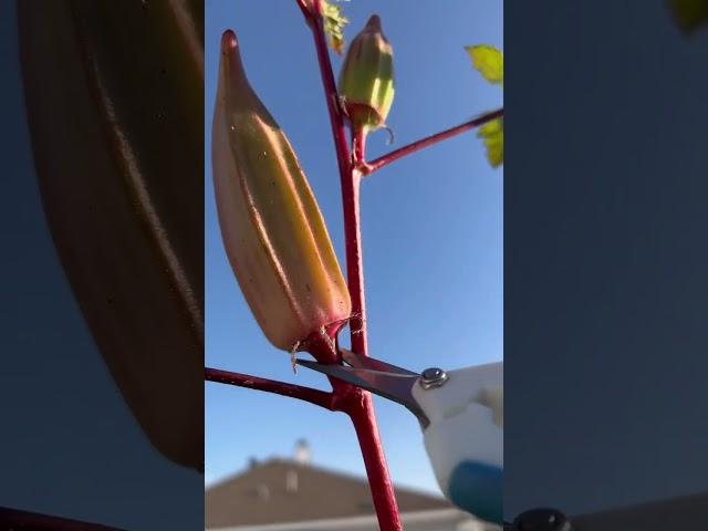 Quick Okra Harvest #BackyardGarden 