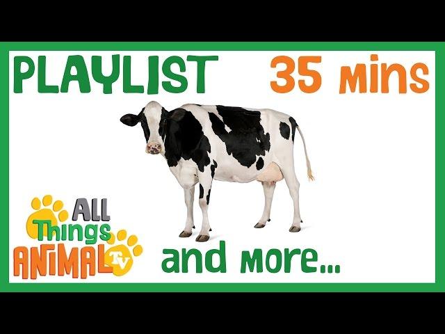 * COWS & MORE * | Playlist For Kids | All Things Animal TV