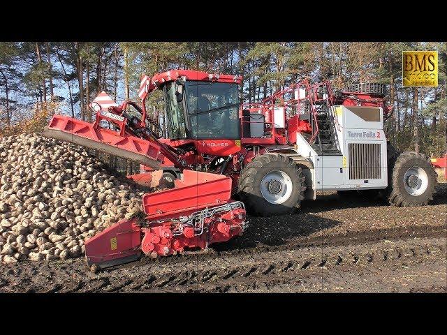 Die rote Rübenmaus - LKW Rübenverladung Rübenernte Nordzucker mouse loader loading sugar beet 2018