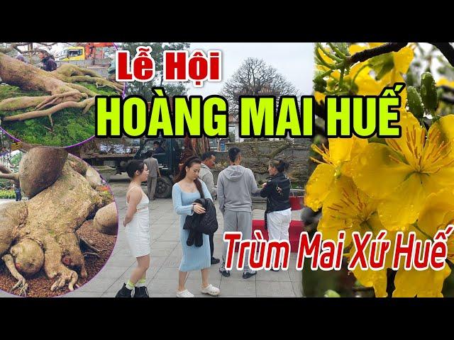 Mai Vàng Huế - SIÊU PHẨM MAI VÀNG "LỄ HỘI HOÀNG MAI HUẾ" Lần Thứ I, 2023. Trần Bình #502