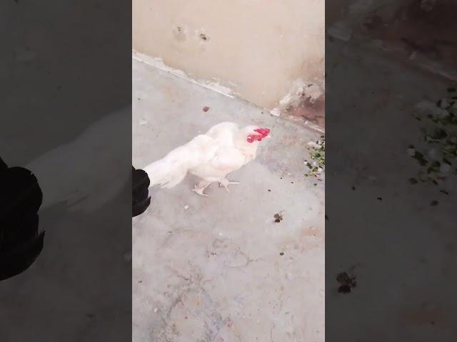https://youtube.com/shorts/dnEW9_O8Low?si=UTHdoB_sizH03_YO #aseelmurga #shortvideo #aseellover