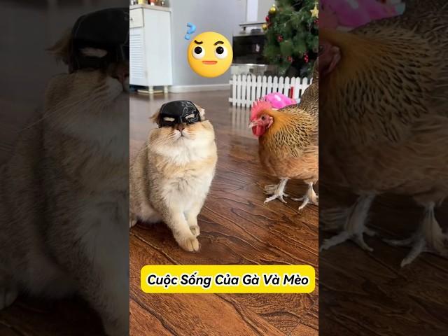 Gà Và Mèo – Cặp Đôi “Nhây” Nhất Nhà #thúcưng #vậtnuôi #chómèohàihước #funny #pets #cat #cute