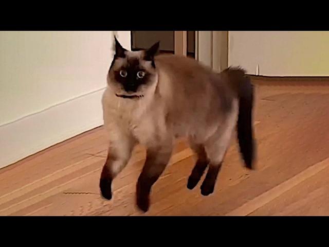 Funny Cats 2024  Cat Funny Videos − Funny Cat