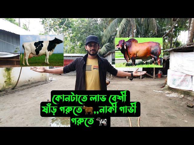 কোনটা তে লাভ বেশী,,,ষাঁড় গরু নাকী গাভী গরুতে 