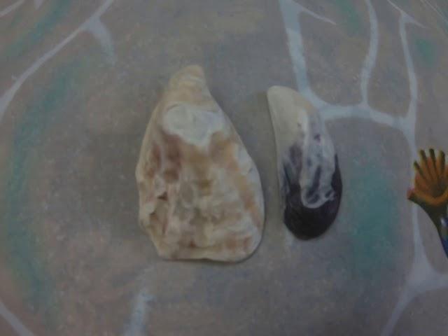 Musell Shell Lesson