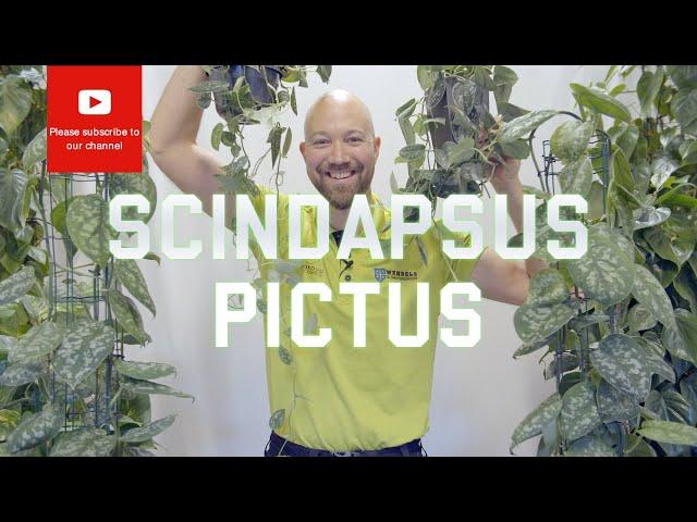 All you need to know about Scindapsus Pictus