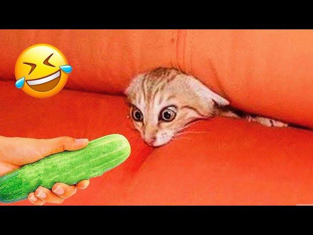 You Laugh You LoseBest Funny Animal Videos 