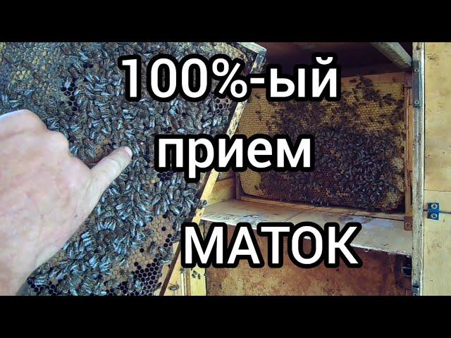 100%-йы приём маток пчелами, или как можно сменить маток у пчел без перерыва червление пчеломаток.