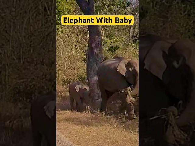 Elephant With Baby Elephant - Jim Corbett National Park #shorts #jimcorbett #elephant #tiger