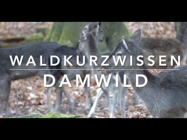 Damwild - Waldkurzwissen (Ja, 20 min sind kurz! Grrr)