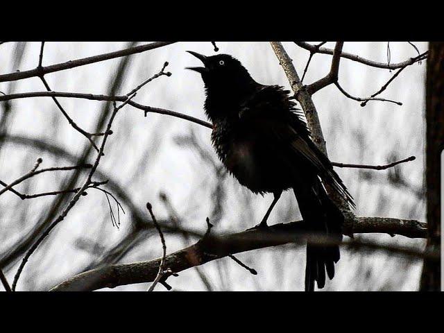 What does a Grackle Call Sound Like?