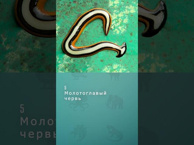 Топ 10 самых необычных червей #черви #шортс #топ10 #shorts #комарик #интересное