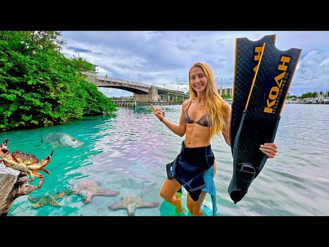 FREE Snorkeling *No Boat Required* Jupiter, Florida! (Catos Bridge)