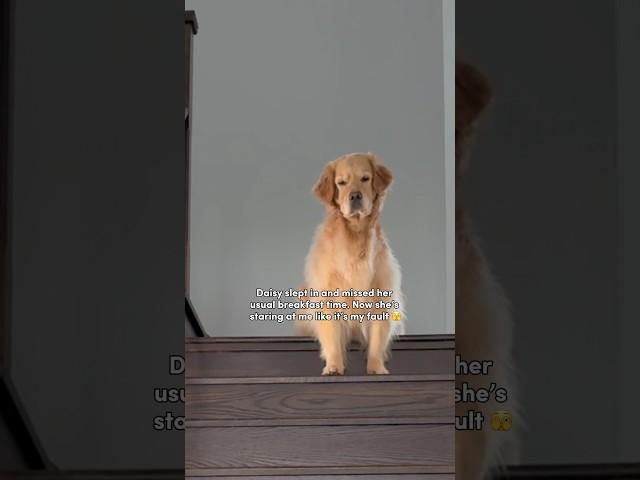 Am I in trouble?🫣 #dogs #goldenretriever #puppy #puppies #funnyshorts #cutedog #dogshorts