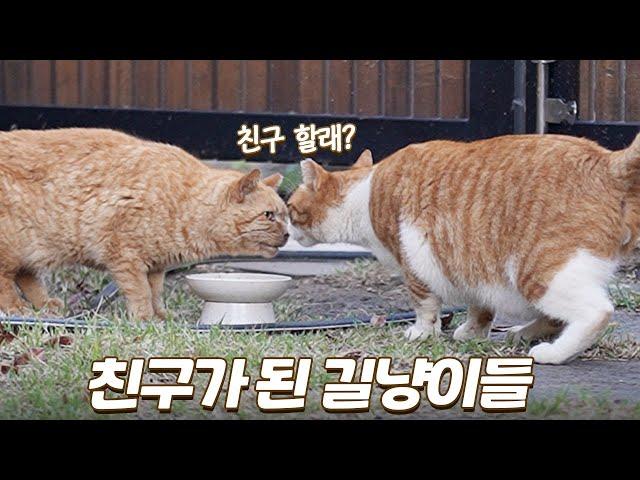아픈 고양이를 친구로 받아준 마음씨 착한 길냥이