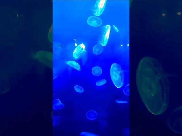 Jellyfish #likeandsubscribe #shortsusa #jellyfish #sealife #fish #blue #oceanlife #aquarium #america