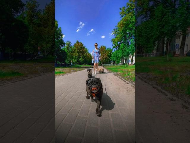 Как круто сфотографировать девушку с собакой #идеядляфото #креативноефото #девушка
