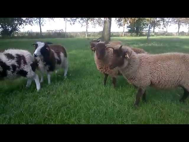 Manx Loaghtan - Hebridean - Sint-Jacob in Belgium