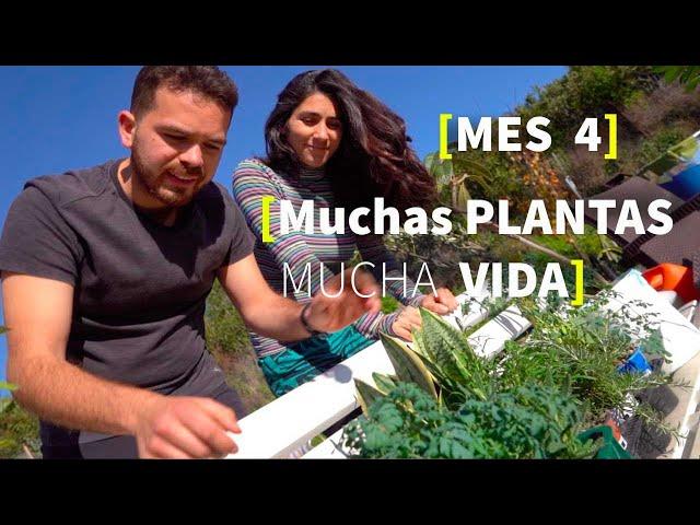 Mes 4 | SEMILLAS Tradicionales plantas, árboles y mucha VIDA