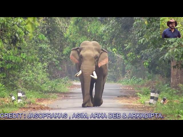 Great #Tusker# #Elephant# Coming.