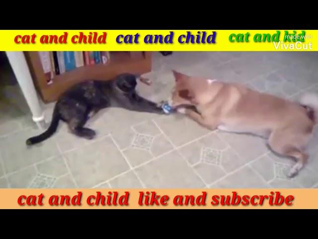 Funny Cats #2020  Funny Cats c65