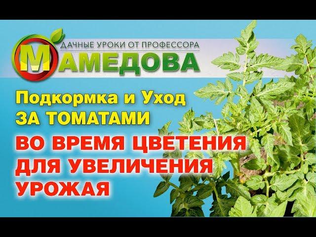  Подкормка и Уход ЗА ТОМАТАМИ ВО ВРЕМЯ ЦВЕТЕНИЯ ДЛЯ УВЕЛИЧЕНИЯ УРОЖАЯ