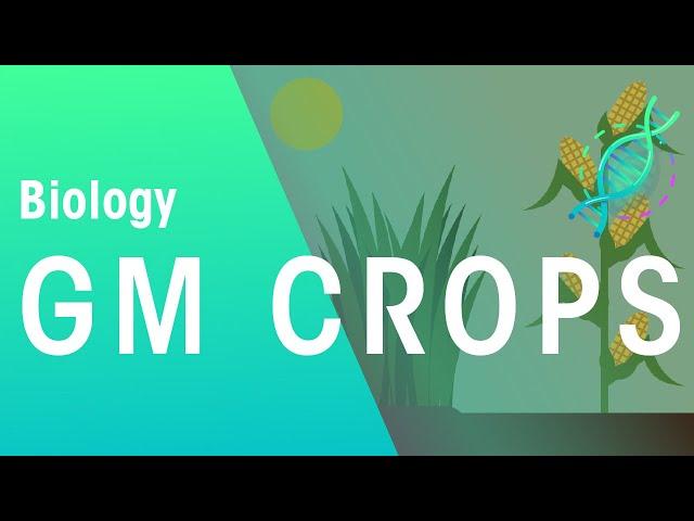 GM Crops | Genetics | Biology | FuseSchool