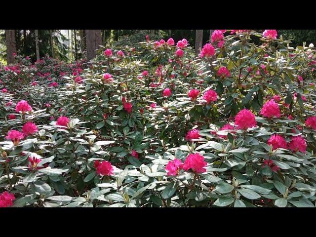 Rhododendros in bloom - 2023