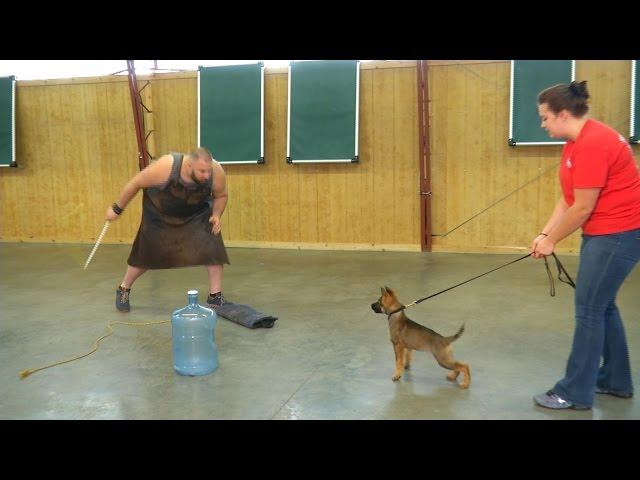 Super Power Puppy "Irma" 11 Wks German Shepherd Sable Early Personal Protection Development Dog Sale