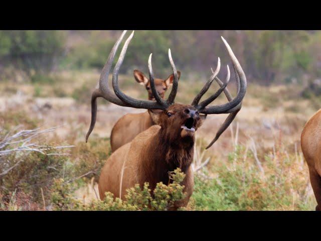 BULL ELK BUGLING ELK RUT 2020 (4k)