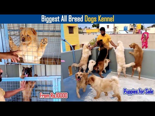 All Breed Dogs Kennel Video | Dreamer Paul Vlog