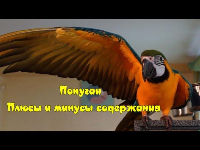 Попугаи  Плюсы и минусы содержания  Pros and cons of keeping a parrot