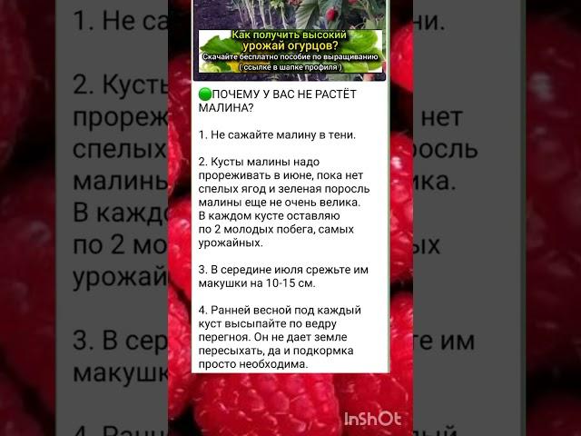 рекомендации по выращиванию малины собираем большой урожай.