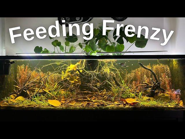 Natural Planted Dirted Fish Tank With No Filter • Community Angelfish Aquarium Feeding Frenzy