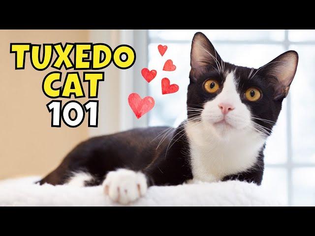 Tuxedo Cat 101: What to Know Before Adopting One