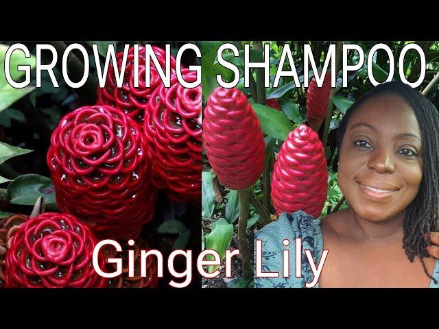 GROWING MORE SHAMPOO GINGER LILY | TROPICAL PLANT PROTECTION 