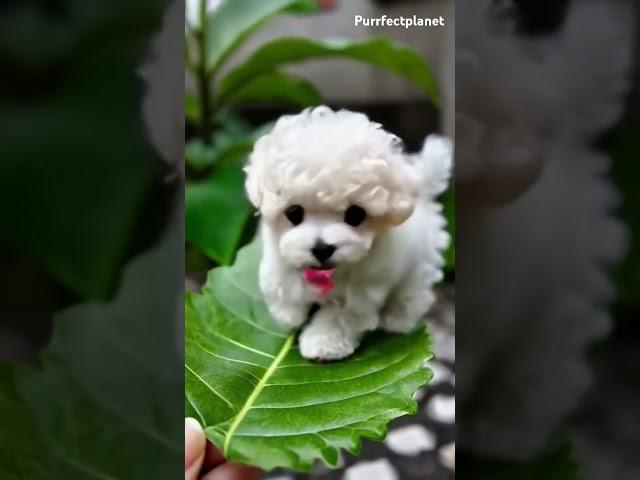 Cute puppy #happypaws #cutealert #funnypuppy #bestpuppy #cute #naturecuties #newfie #puppy #dog