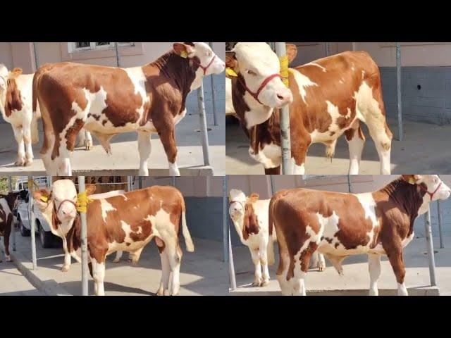 NASILGA TOZA SIMMENTAL BUQALAR KELDI97-742-11-30