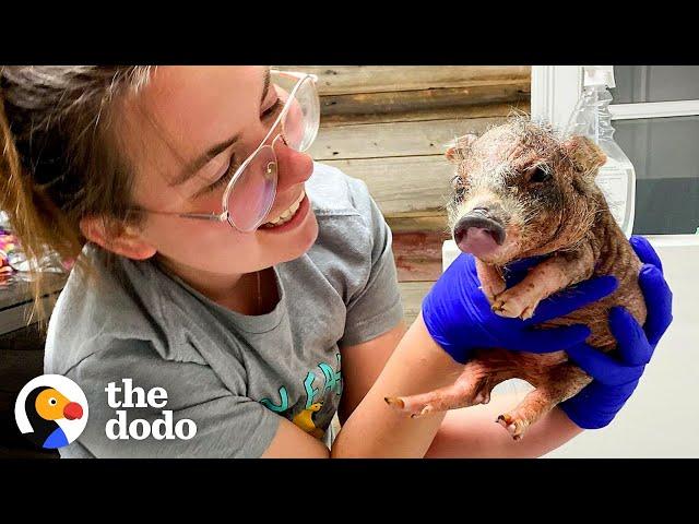 Tiny 3-Week-Old Piglet Rescued With Mange | The Dodo Little But Fierce