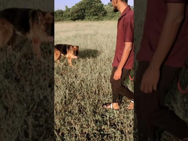 chaser #shorts#gsd#dog#chaser
