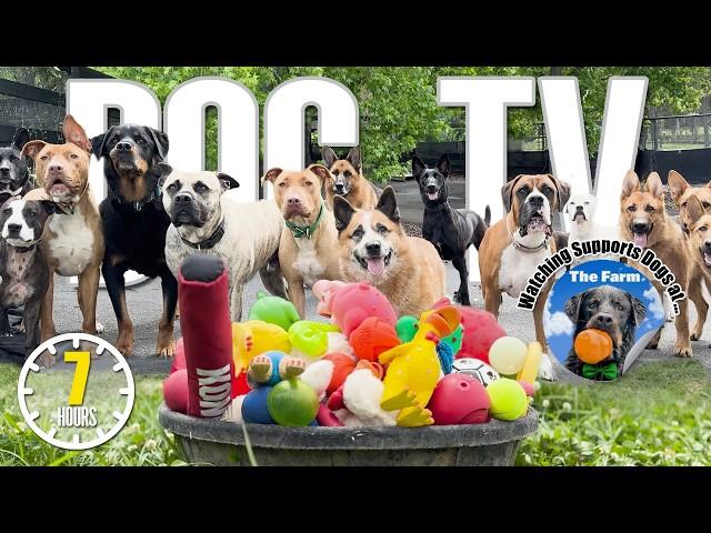 Videos for Dogs to Watch  Dog TV: Daycare Entertainment for Your Dog to Reduce Stress & Anxiety