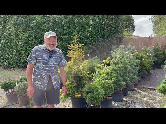 Conifer Collection: A Shipment of Mature Trees