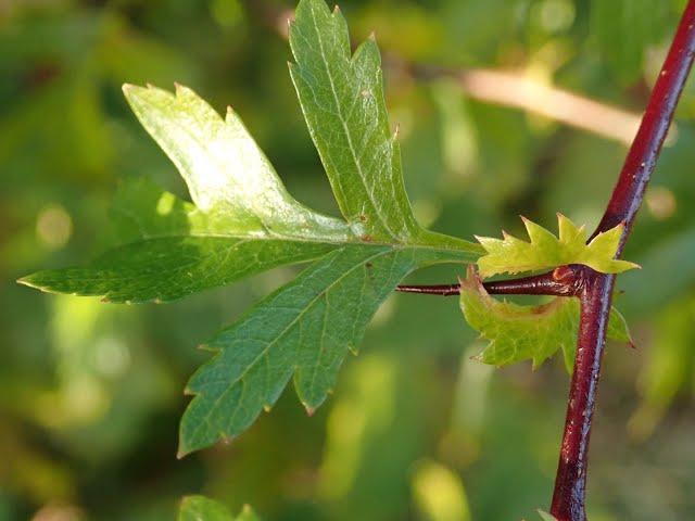 Summer Tree ID  Workshop Part 1