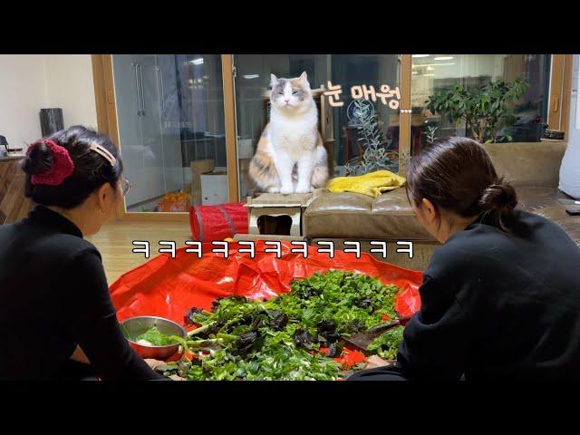 This is what happens when you make kimchi around a cat LOL [Zzon’s Hometown Life]