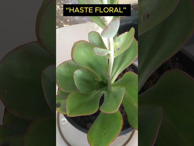 Shorts 650 “HASTE FLORAL” “Echeveria BIG RED” #succulents #plants #plantas