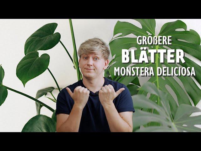 XXL Blätter  3 überraschende Tipps für riesige Blätter deiner Monstera deliciosa (Fensterblatt)