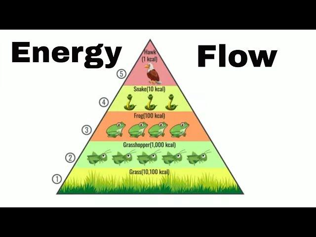 Energy flow in an ecosystem (Updated)