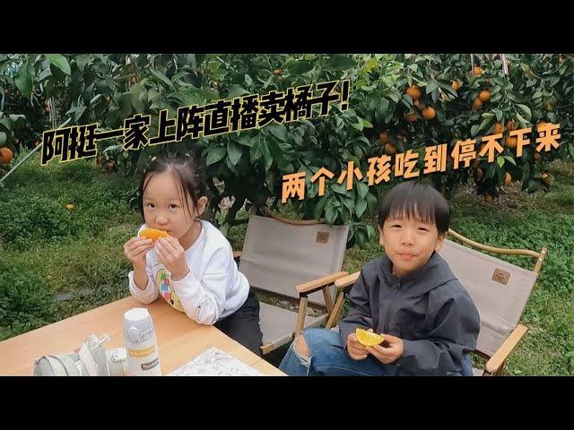 阿挺一家上阵卖红美人橘子，两个小孩在果园吃的停不下来太好吃了【阿挺的房车视界】